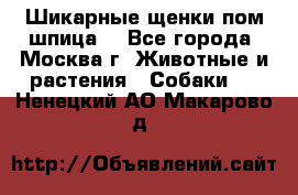 Шикарные щенки пом шпица  - Все города, Москва г. Животные и растения » Собаки   . Ненецкий АО,Макарово д.